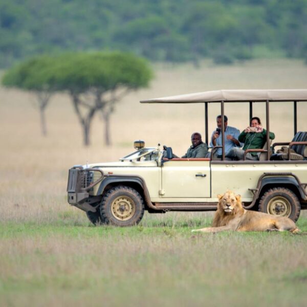 Lion lying in the untamed savannah of the Mara