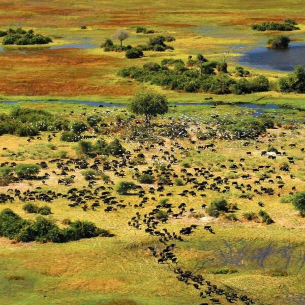 Witness millions of wildebeest & zebras cross the Mara River