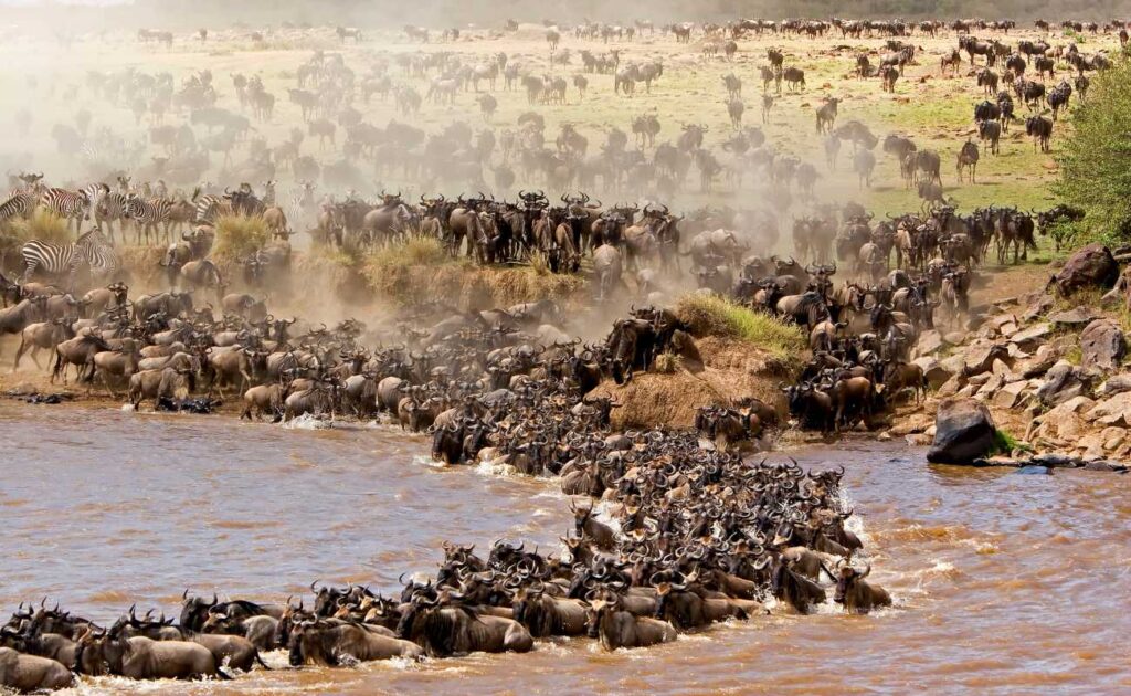 Witness millions of wildebeest & zebras cross the Mara River, guided by experts