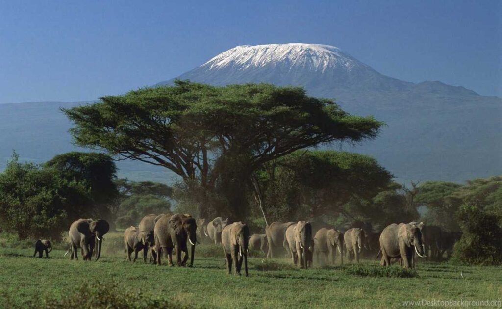 View herds of elephants on Selous Game Reserve