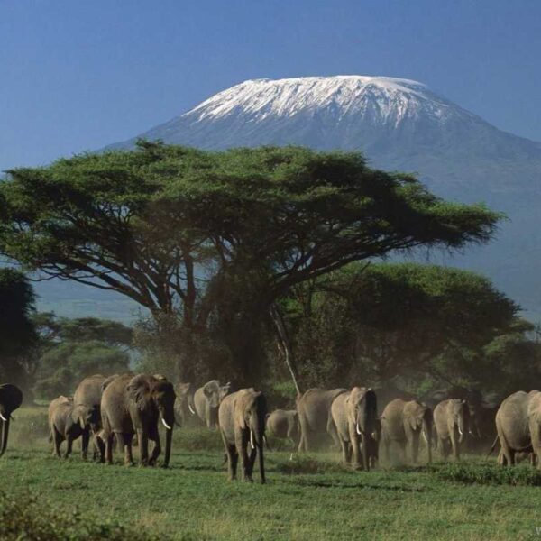 View herds of elephants on Selous Game Reserve